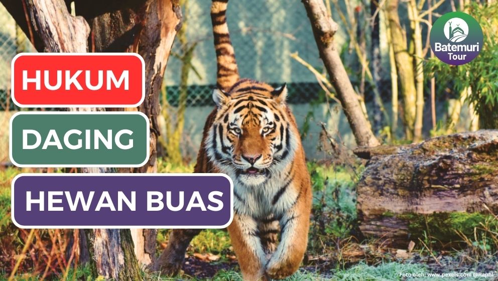 Daging Hewan Buas Haram Dimakan!!! Spesifikasi dan Ciri yang Melatarbelakangi